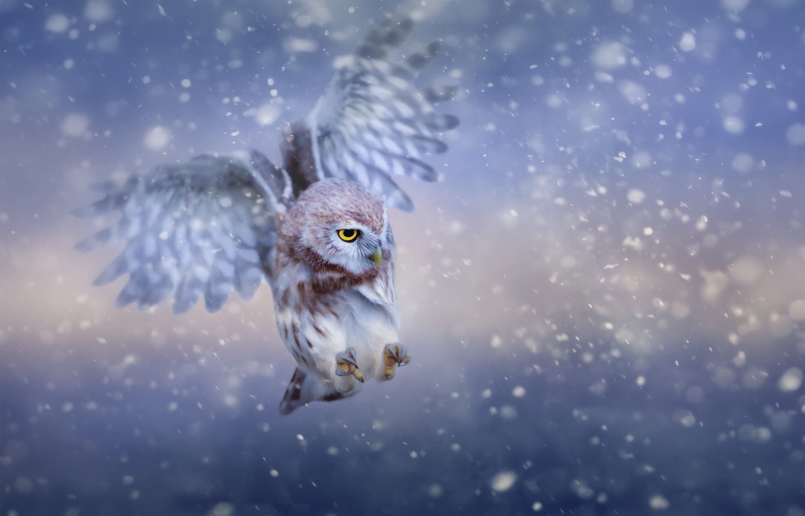 Owl in flight with wings spread, photographed against a snowy backdrop