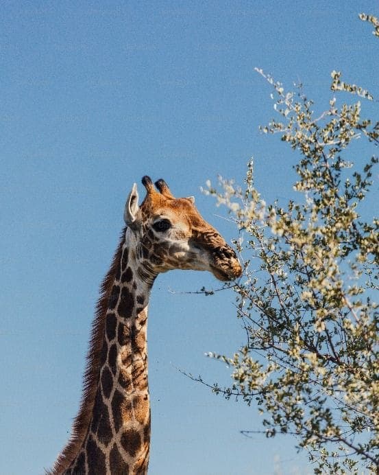 Giraffe reaching up to eat leaves from a tree