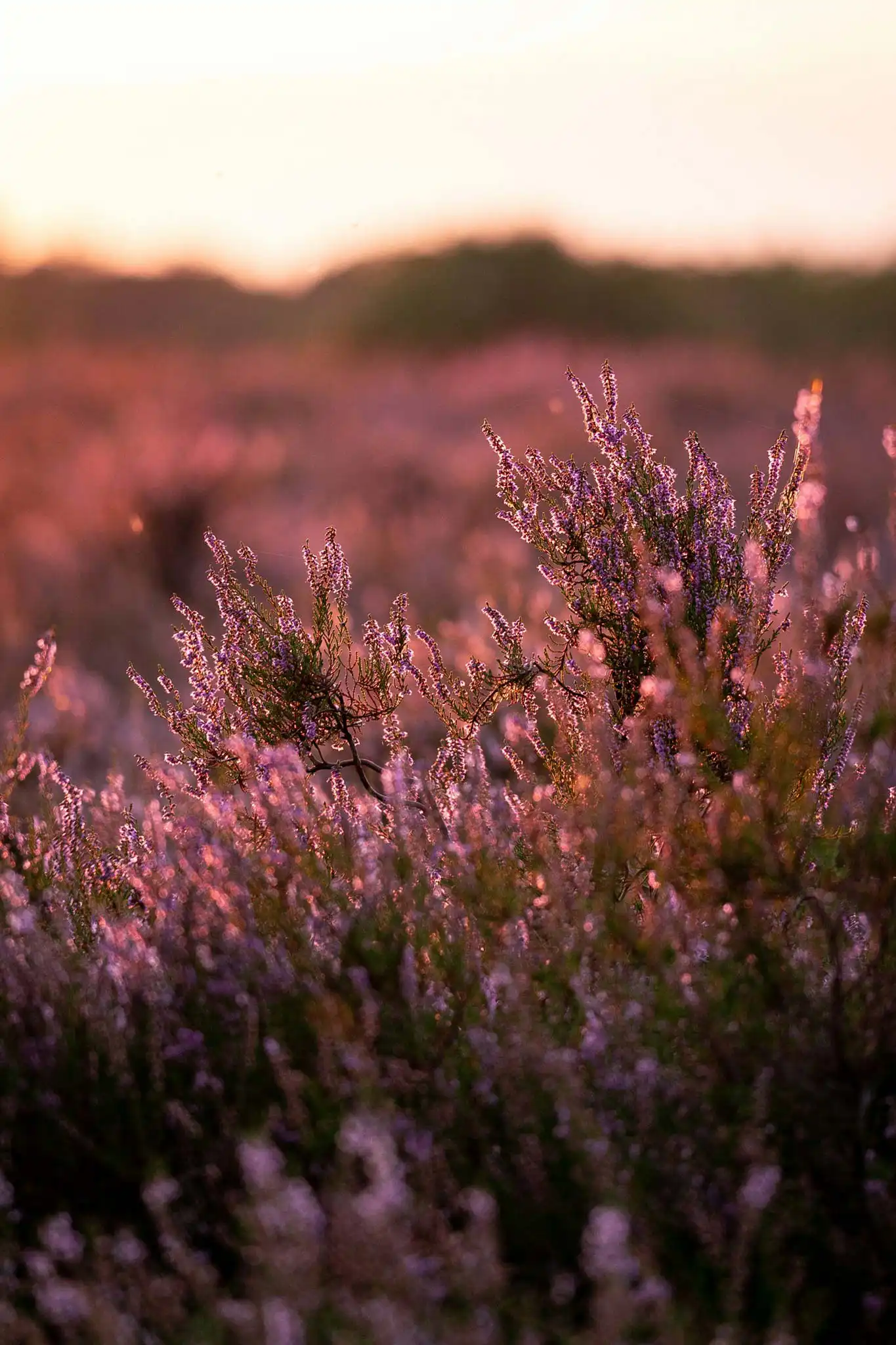 Lavender field lit by warm evening sunlight