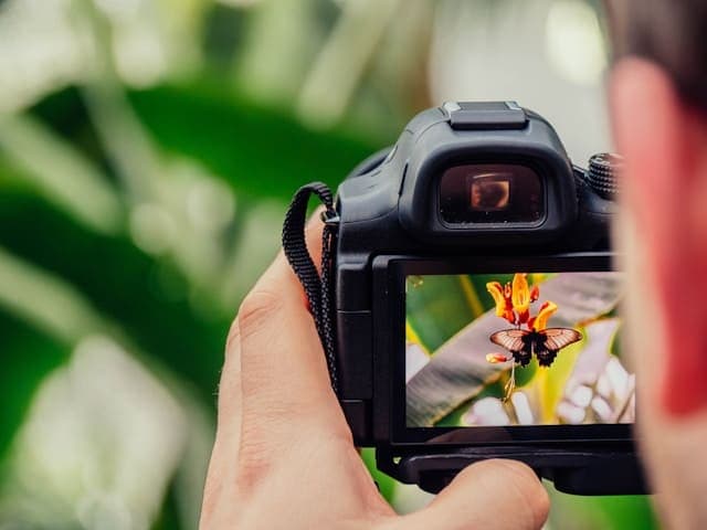 Camera screen showing a close-up photo of a butterfly on a flower