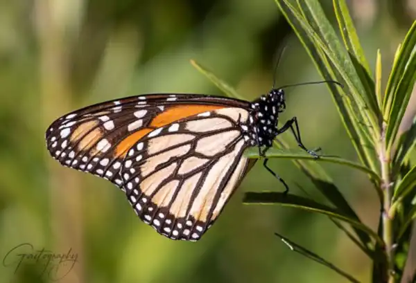 Monarch butterfly resting on a green plant