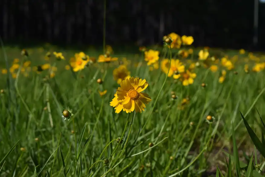 Field of yellow wildflowers in sunlight
