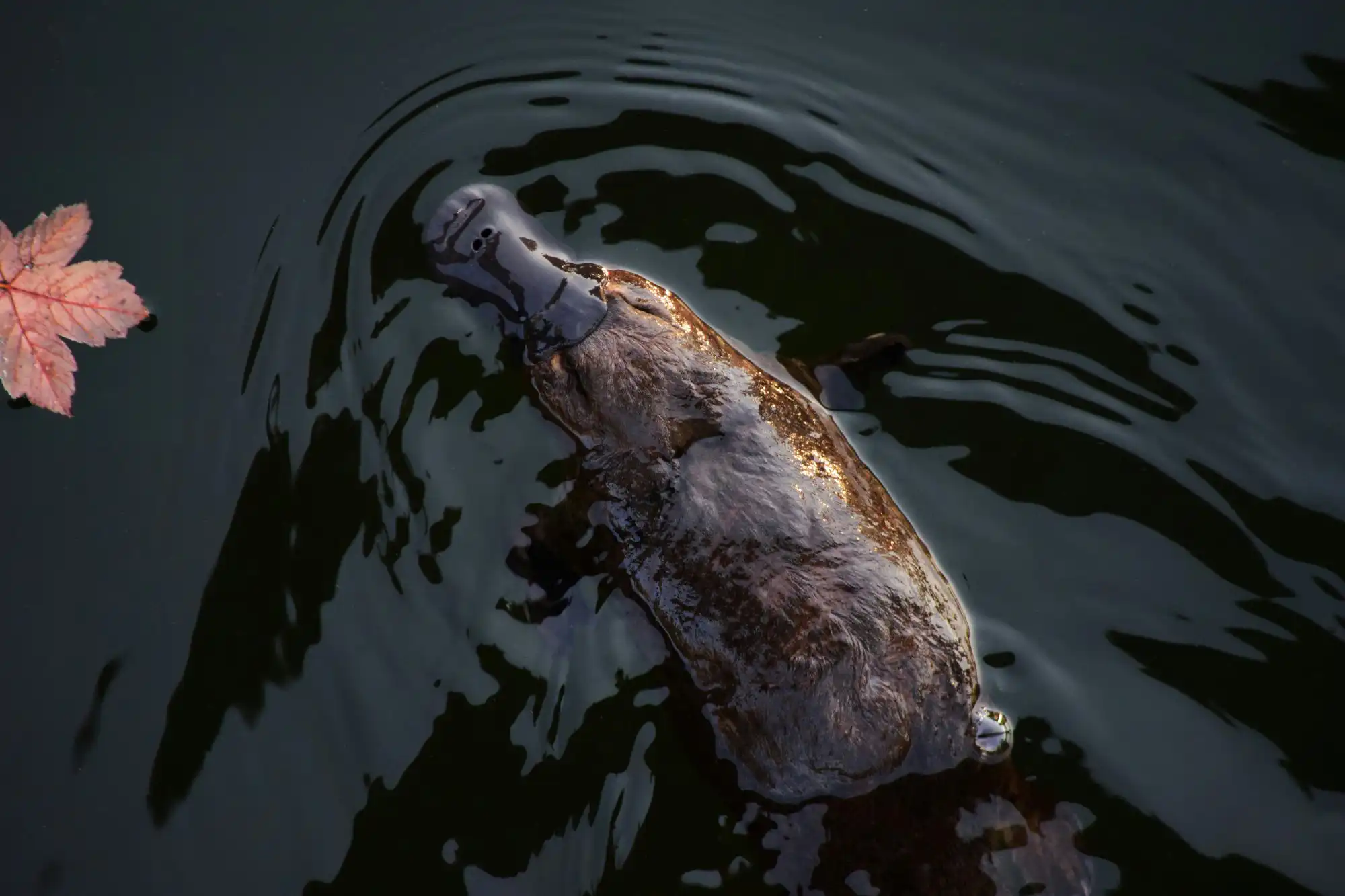 Platypus swimming through water, photographed from above