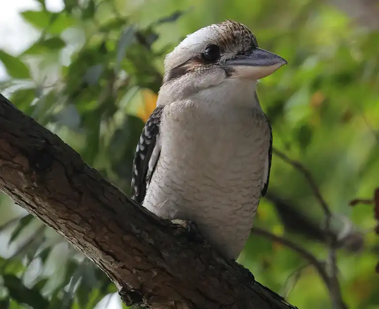 Kookaburra perched on a tree branch